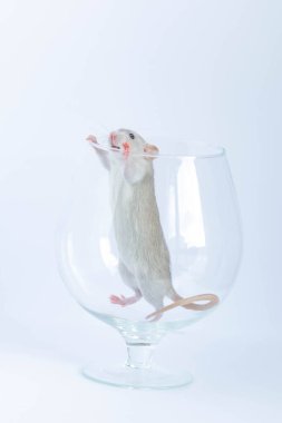 Şarap kadehinde şirin, gri bir fare.