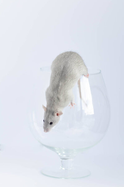 Cute little gray rat in a wine glass.