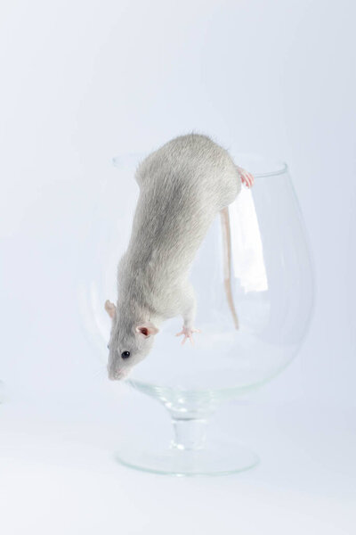 Cute little gray rat in a wine glass.
