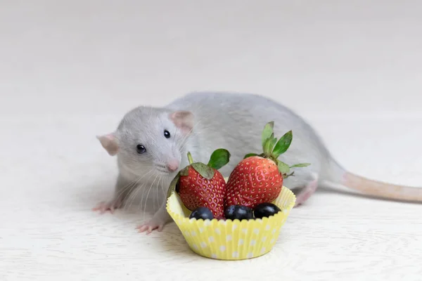 Dekoratif gri sıçan olgun böğürtlen, çilek, yabanmersini koklar ve yer. Bir farenin portresini yakından çek. Sevimli hayvan. Sağlıklı beslenme. Meyve diyeti.