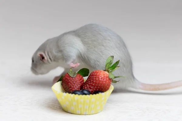 Rata Gris Decorativa Huele Come Bayas Maduras Fresas Arándanos Retrato —  Fotos de Stock