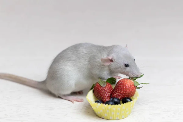 Decorative Gray Rat Sniffs Eats Ripe Berries Strawberries Blueberries Close — Stock Photo, Image