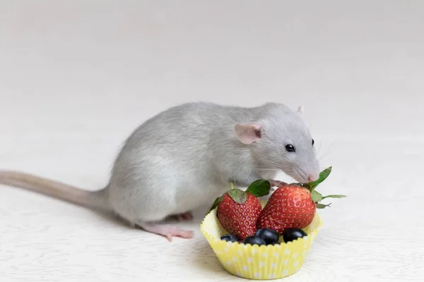 Decorative Gray Rat Sniffs Eats Ripe Berries Strawberries Blueberries Close — Stock Photo, Image