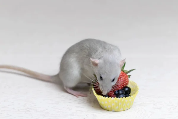 Rato Cinzento Decorativo Fareja Come Bagas Maduras Morangos Mirtilos Feche — Fotografia de Stock