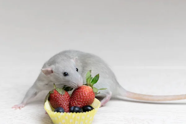 Decorative gray rat sniffs and eats ripe berries, strawberries, blueberries. Close up portrait of a rat. Cute pet. Healthy eating. Fruit diet. — Stock Photo, Image