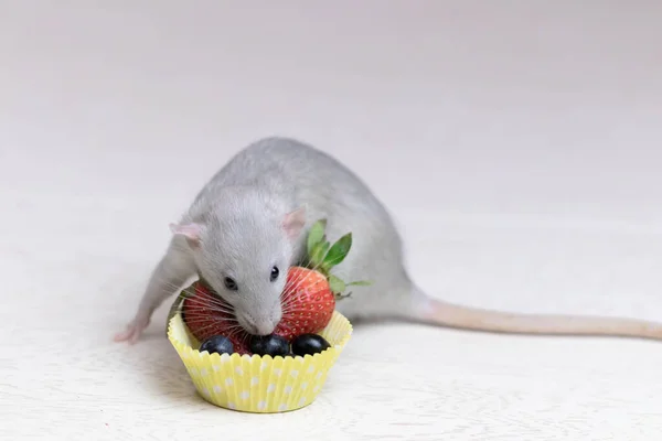 Il ratto grigio decorativo annusa e mangia bacche mature, le fragole, i mirtilli. Chiudi il ritratto di un topo. Carino, cucciolo. Note di alimentazione. Dieta di frutta. — Foto Stock