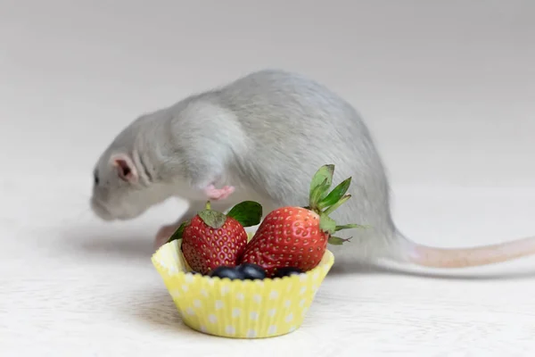 Rata gris decorativa huele y come bayas maduras, fresas, arándanos. Retrato de cerca de una rata. Linda mascota. Alimentación saludable. Dieta de frutas. — Foto de Stock