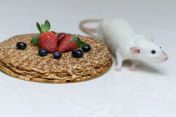 Una Linda Rata Decorativa Blanca Sienta Deliciosos Panqueques Con Fresas — Foto de Stock