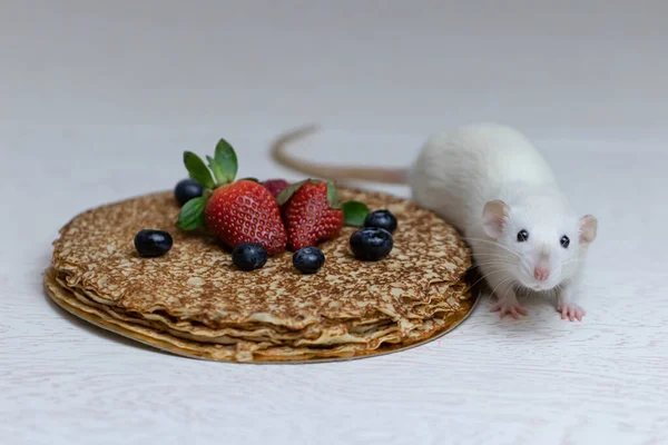 Cute White Decorative Rat Sits Delicious Pancakes Strawberries Blueberries — Stock Photo, Image