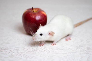 Tatlı beyaz dekoratif bir fare sulu ve olgun bir kırmızı elmanın yanında oturur. Kemirgen yakın çekimi.