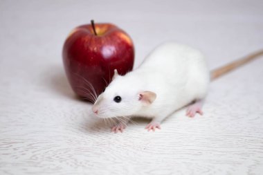 Tatlı beyaz dekoratif bir fare sulu ve olgun bir kırmızı elmanın yanında oturur. Kemirgen yakın çekimi.