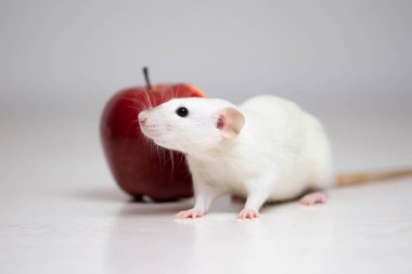 Tatlı beyaz dekoratif bir fare sulu ve olgun bir kırmızı elmanın yanında oturur. Kemirgen yakın çekimi.
