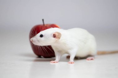 Tatlı beyaz dekoratif bir fare sulu ve olgun bir kırmızı elmanın yanında oturur. Kemirgen yakın çekimi.