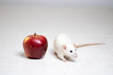 Tatlı beyaz dekoratif bir fare sulu ve olgun bir kırmızı elmanın yanında oturur. Kemirgen yakın çekimi.