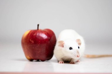 Tatlı beyaz dekoratif bir fare sulu ve olgun bir kırmızı elmanın yanında oturur. Kemirgen yakın çekimi.