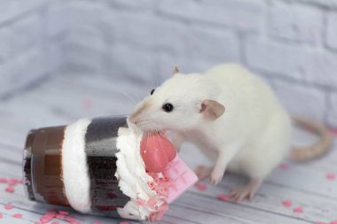 Beyaz, sevimli, dekoratif fare tatlı tatlının yanında oturur. Pembe kalp ve çikolatayla süslenmiş bir parça çikolatalı pasta. Kalpler yere saçılmış. Arkadaki beyaz tuğla duvar..