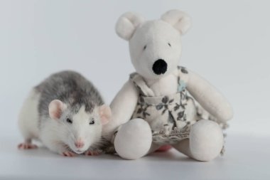 Şirin, siyah beyaz bir fare peluş bir fare bebeğinin yanında oturuyor. Kavram: Doğu takvimine göre sıçan yılı. Fare oyuncağı