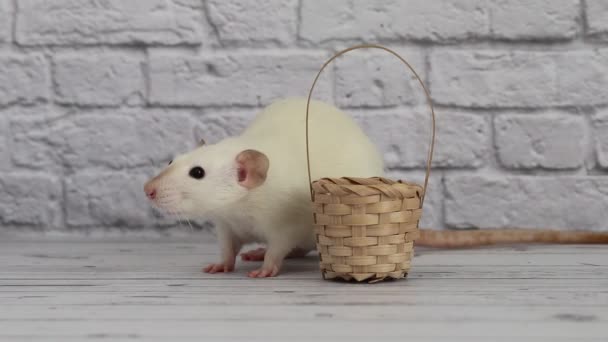 Seekor Tikus Dekoratif Putih Duduk Samping Keranjang Dan Mengendus Udara — Stok Video