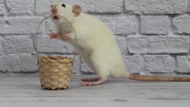 Seekor Tikus Dekoratif Putih Duduk Samping Keranjang Dan Mengendus Udara — Stok Video