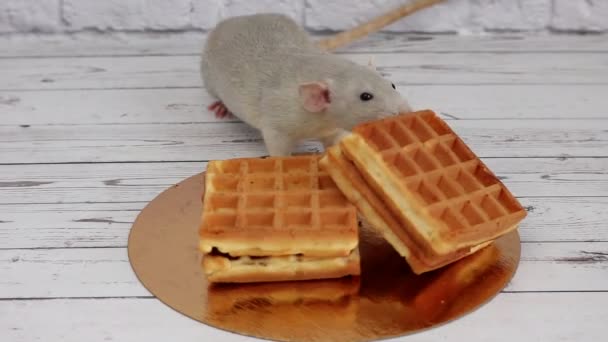 Mały Szary Dekoracyjny Szczur Świeżo Upieczone Kwadratowe Gofry Apetytem Zbliżenie — Wideo stockowe