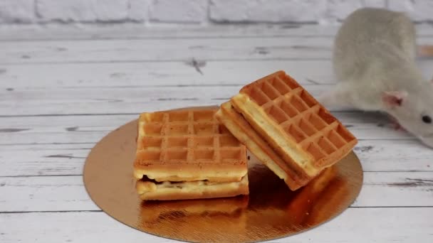 Small Gray Decorative Rat Eats Freshly Baked Square Waffles Appetite — Stock Video