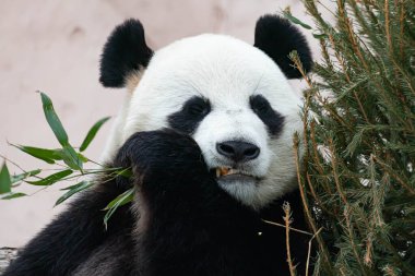 Dev bir siyah beyaz panda bambu yiyor. Büyük hayvan yakın plan.