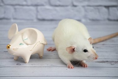 Süslü, komik, sevimli bir fare, altın burunlu bir fare şeklinde porselen bir heykelin yanında duruyor.