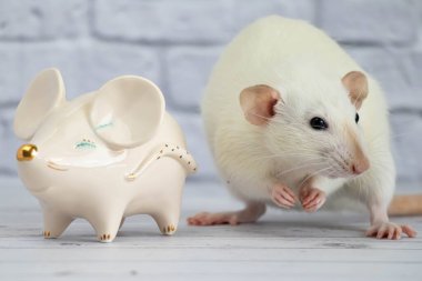 Süslü, komik, sevimli bir fare, altın burunlu bir fare şeklinde porselen bir heykelin yanında duruyor.