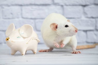 Süslü, komik, sevimli bir fare, altın burunlu bir fare şeklinde porselen bir heykelin yanında duruyor.