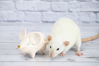 Süslü, komik, sevimli bir fare, altın burunlu bir fare şeklinde porselen bir heykelin yanında duruyor.