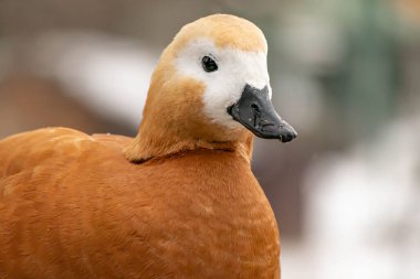 Parktaki göldeki ördekler. Ördek kafası yaklaş. Kuş portresi