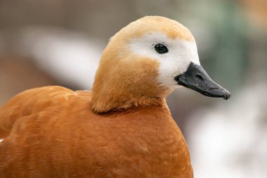 Parktaki göldeki ördekler. Ördek kafası yaklaş. Kuş portresi