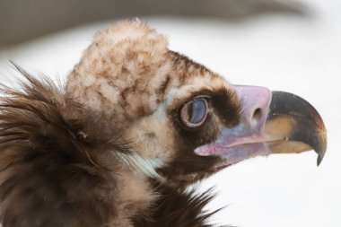 Yerde oturan tetikte bir Griffin 'in portresi. Yırtıcı bir kuşun doğal yakın çekimi. Akbaba!