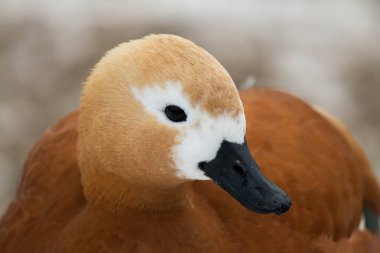 Parktaki göldeki ördekler. Ördek kafası yaklaş. Kuş portresi