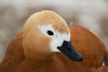 Parktaki göldeki ördekler. Ördek kafası yaklaş. Kuş portresi