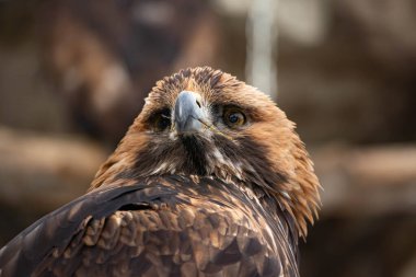 Yerde oturan bir altın kartalın portresi. Yırtıcı bir kuşun doğal yakın çekimi. Akbaba ya da şahin