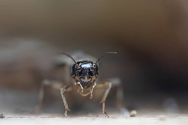 Cırcır böcekleri yakın plan. Gözleriyle grig kafa. Makro