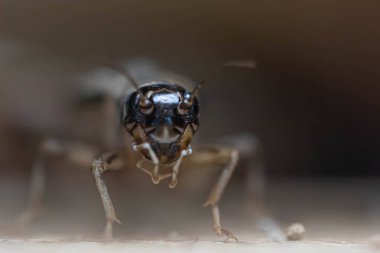 Cırcır böcekleri yakın plan. Gözleriyle grig kafa. Makro