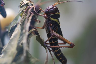 Cırcır böceği yakından. Grieg kafası ve gözleri. Makro. Yansıma.
