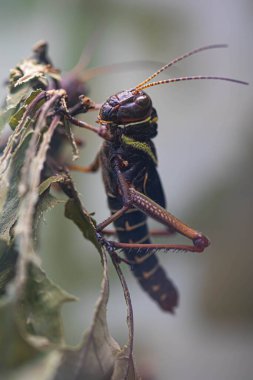 Cırcır böceği yakından. Grieg kafası ve gözleri. Makro. Yansıma.