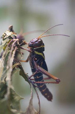 Cırcır böceği yakından. Grieg kafası ve gözleri. Makro. Yansıma.