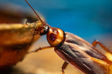 Uzun bıyıklı hamamböceği ya da böcek yakından. Grieg 'in gözleri. Makro