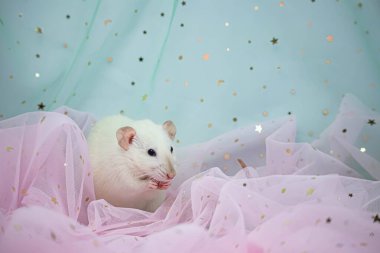 Küçük şirin beyaz dekoratif bir fare nane ve pembe ışık ve pullu havadar kumaş kıvrımlarının arasında oturur. Komik bir hayvan. Kemirgen yakın çekimi. Pembe ve nane arkaplanı.