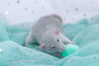 Küçük şirin, gri dekoratif bir fare naneli nane ve pullu havadar kumaşların arasında oturur. Komik hayvan bademli kurabiyeleri yer. Kemirgen yakın çekimi. Nane veya yeşil arkaplan