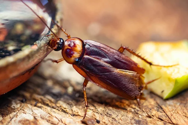 Cucaracha Con Bigotes Largos Insecto Escarabajo Cerca Cabeza Grieg Con —  Fotos de Stock