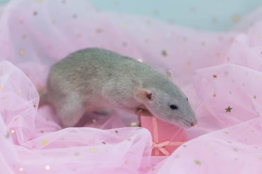 Küçük sevimli, gri dekoratif bir sıçan pembe ışık ve pullu havadar kumaş kıvrımlarının arasında oturur. Bir hediye kutusunu fiyonkla açmak. Komik bir hayvan. Kemirgen yakın çekimi.