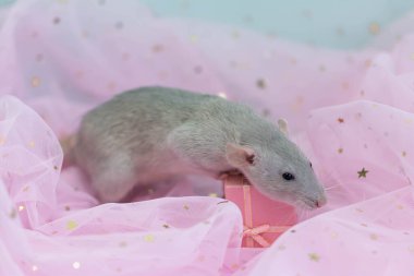 Küçük sevimli, gri dekoratif bir sıçan pembe ışık ve pullu havadar kumaş kıvrımlarının arasında oturur. Bir hediye kutusunu fiyonkla açmak. Komik bir hayvan. Kemirgen yakın çekimi.