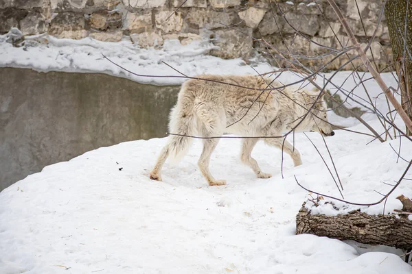 Portrait of a white arctic wolf in the winter forest. An old wolf with a sad look