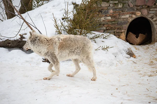 Portrait of a white arctic wolf in the winter forest. An old wolf with a sad look