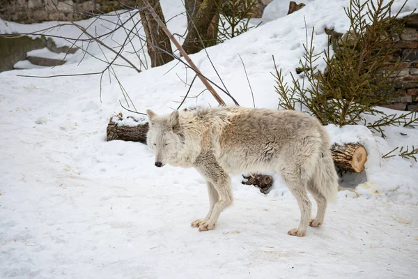 Portrait of a white arctic wolf in the winter forest. An old wolf with a sad look